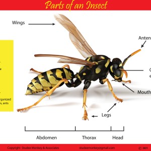 Parts of an Insect Chart / Poster / Teaching Aid [Size: 18" x 12"] Smarter Choice! STEAM
