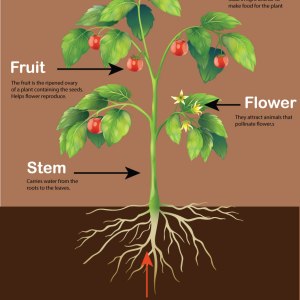 Parts of the Plant Chart / Poster / Teaching Aid [Size: 12" x 18"] Excellent Choice! STEAM