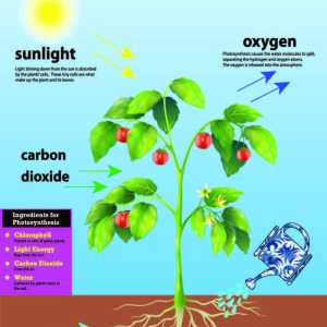 Photosynthesis Chart / Poster / Teaching Aid [Size: 12" x 18"] STEAM