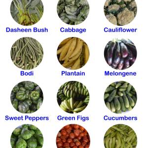 Plants we eat Chart / Poster / Teaching Aid [Size: 18" x 24"] Healthier Choice!