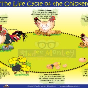 Life Cycle  of the Chicken Chart/Poster/Teaching Aids [Size: 24" x 18"] STEAM
