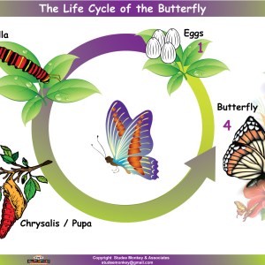 Life Cycle of the Butterfly Chart / Poster / Teaching Aid [Size: 18" x 12"] Smarter Learner!