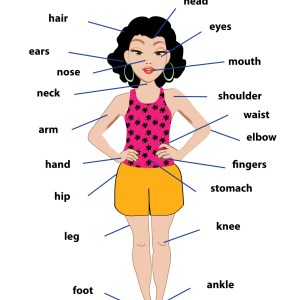 Parts of the Body (f) Chart / Poster / Teaching Aid [Size: 12" x 18"]