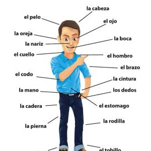 Los partes del cuerpo  Chart / Poster / Teaching Aid [Size: 12" x 18"] Excellent Choice!