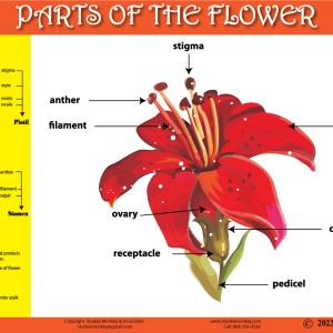 Part of Flower Chart / Poster / Teaching Aid [Size: 18" x 12"] Smarter Kids! STEAM